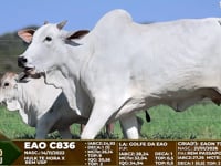 Lote F95