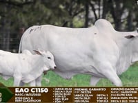 Lote F94