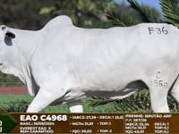 Lote F36