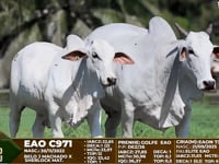 Lote F92