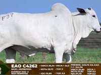 Lote F37