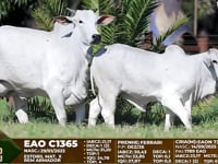 Lote F91