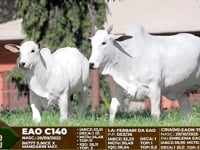 Lote F89