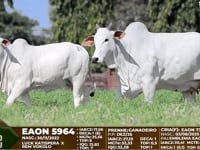 Lote F86