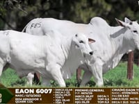 Lote F85
