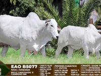 Lote F84