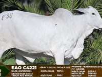 Lote F38