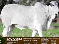 Lote F39