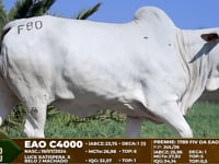 Lote F80