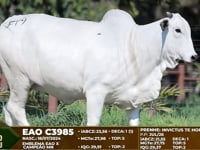Lote F79
