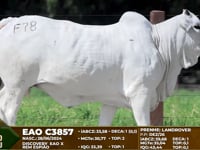 Lote F78