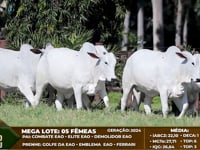 MEGA LOTE <BR> Lote F76