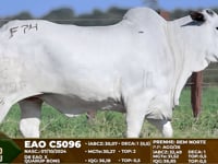Lote F74