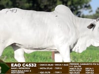Lote F40