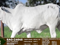 Lote F41