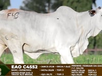 Lote F43