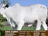Lote F44