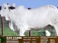 Lote F45