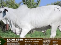 Lote F71