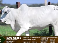 Lote F68