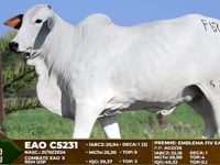 Lote F67