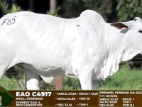 Lote F65