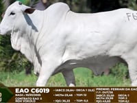 Lote F63