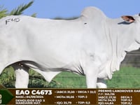 Lote F46