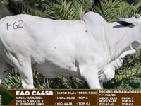 Lote F62