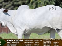 Lote F61