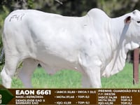 Lote F47