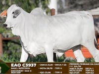 Lote F48