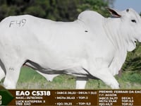 Lote F49