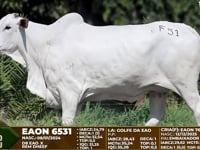 Lote F51