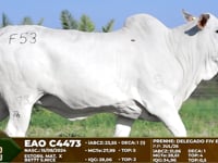 Lote F53