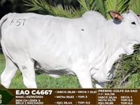 Lote F57