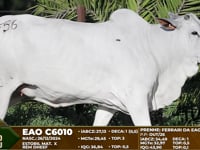Lote F56