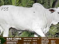 Lote F55