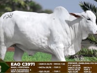 Lote F58