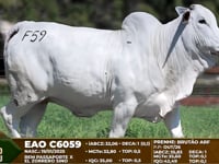 Lote F59