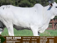 Lote F70