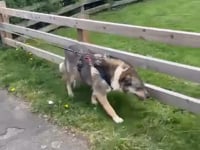 Lola Video