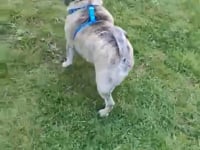 Lola Video