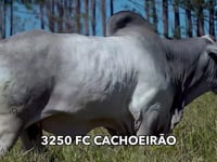 Lote 281