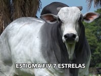 Lote 538