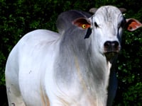 Lote 20