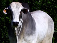 Lote 23