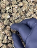 Video: Harlequin Popcorn
