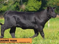 Lote 22