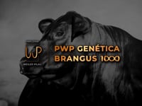 VT PWP GENÉTICA BRANGUS